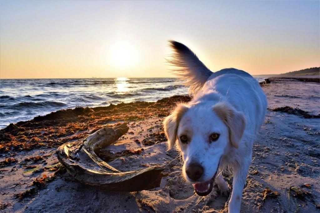 Haus Am Strand Juliusruh Dış mekan fotoğraf