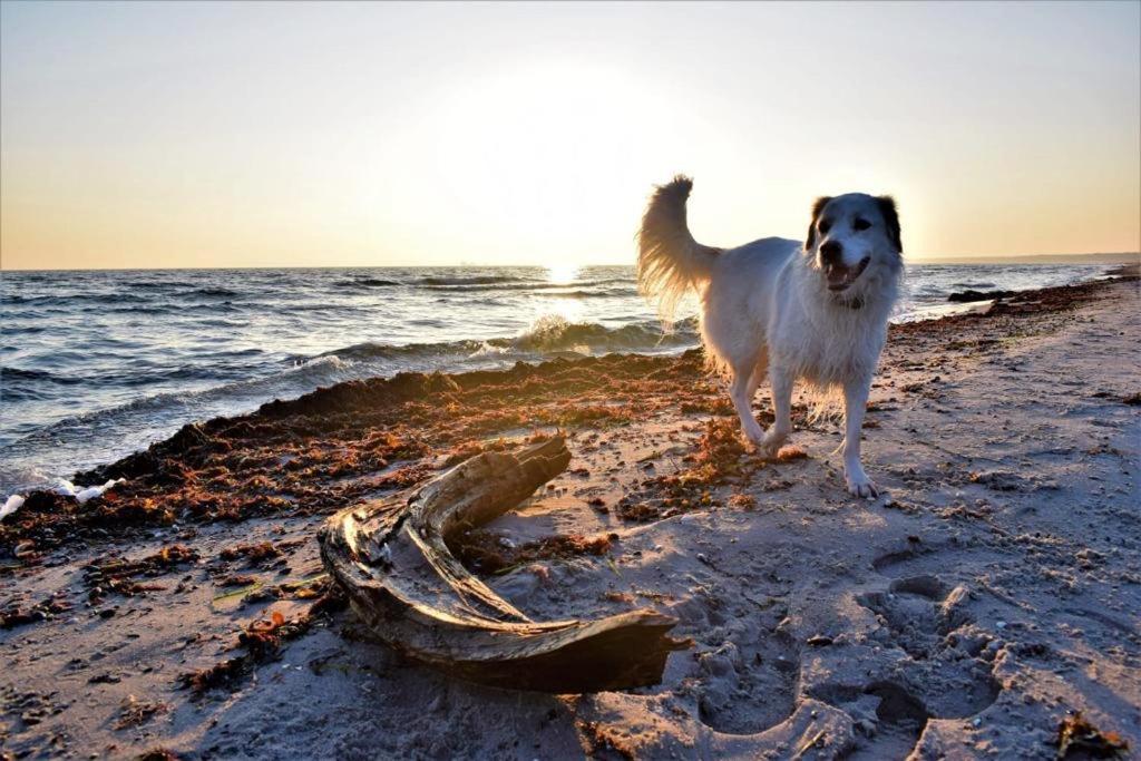 Haus Am Strand Juliusruh Dış mekan fotoğraf